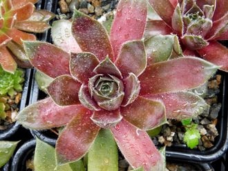 Sempervivum 'PALISSANDER’ - розетка