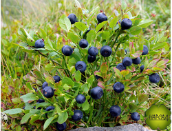 ЧЕРНИКА ОБЫКНОВЕННАЯ