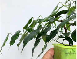 Ficus Benjamina Wiandi / фикус вианди