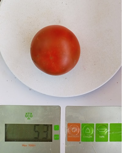 Томат Гном Бандаберг Рамболл (Dwarf Bundaberg Rumball)