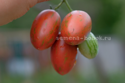 Томат Dwarf Audrey’s Love Tomato (Гном Любовь Одри), 10 шт