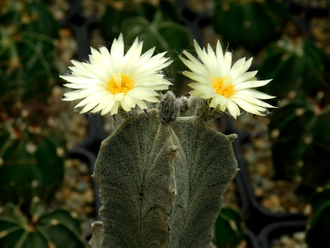 Astrophytum myriostigma v.columnare - 10 семян