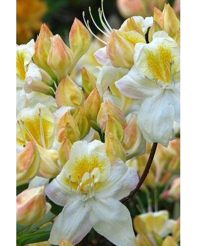 Рододендрон (Азалия) Daviesii