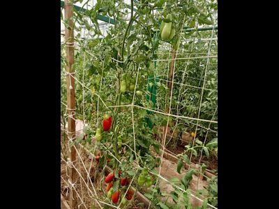 Томат Длинные из Ковеля