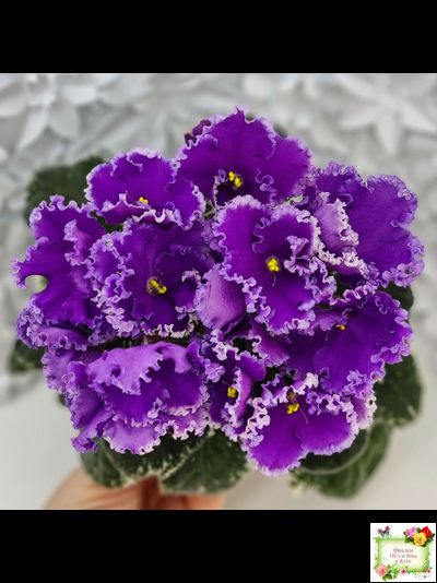 Dn-Юная Француженка (Д. Денисенко) 2016 г.