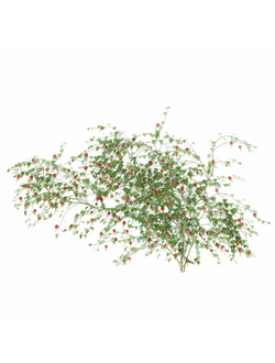 вьющиеся Абутилон мегапотамский 3