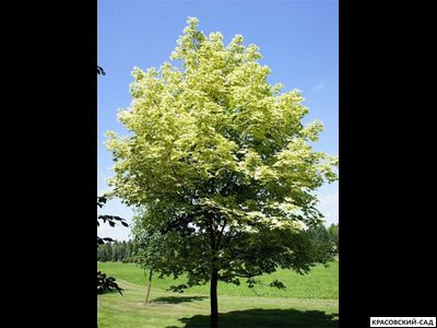 Клен остролистный Друммонди - Drummondii