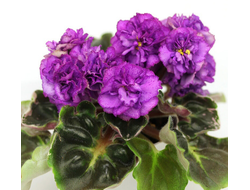 152) АВ- Я покажу вас Розам 22г (дет)