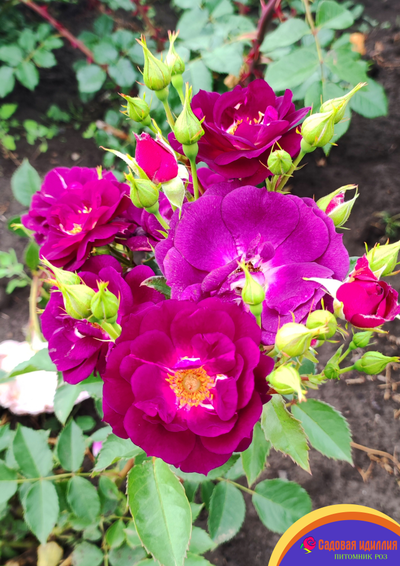 Миднайт Блю (Midnight Blue)