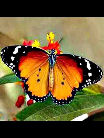 50 тропических бабочек разных цветов некрупные от 6 см. до 16 см.  Красивый ,шустрый, яркий!