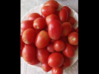 Томат Анастасия Ушакова