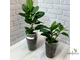 Ficus Microcarpa "Moclame" / фикус  моклейм