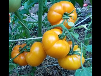 Томат Кубинский сладкий