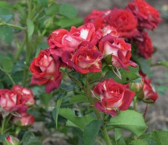 Тирамису (Tiramisu) Interplant