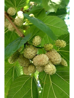 Шелковица белая