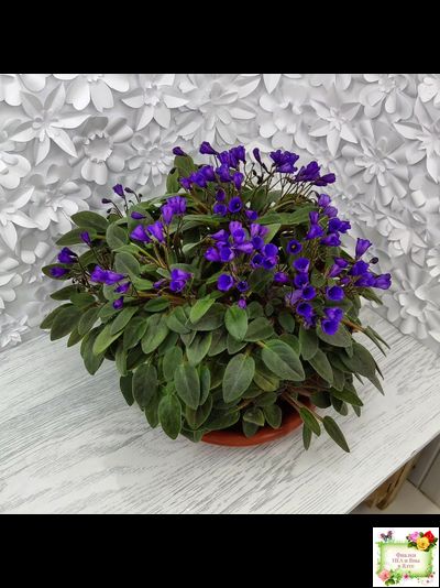 Vallarta Campanas Moradas (G.Beck) трейлер