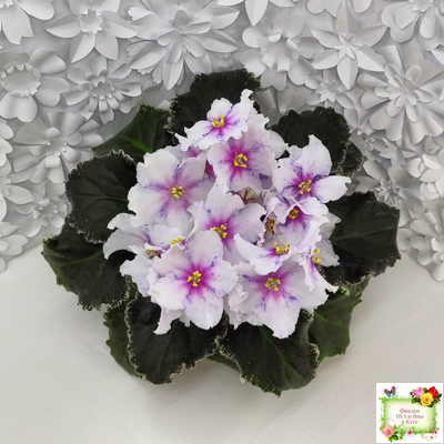 Dn-Love Time (Д. Денисенко) 2021 г.