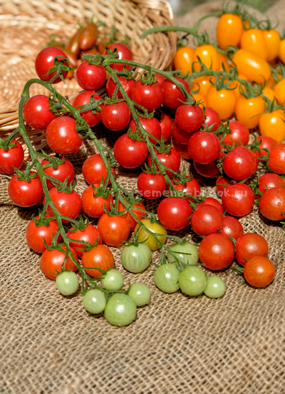 Томат-черри  Красная Вишня, 10 шт