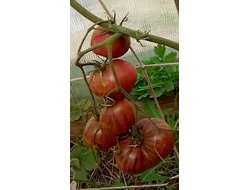 Томат Rebel Starfighter Prime (Мятежный звездный истребитель)