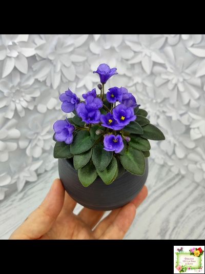 Rob's Twinkle Blue (R.Robinson)