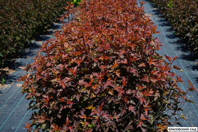 Пузыреплодник калинолистный Дьябло д'Ор