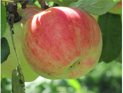 Титовка (яблоня)