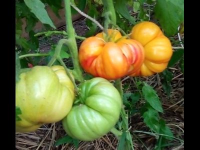 Томат Звезда Техаса (Texas Star)