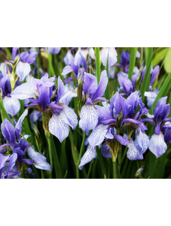 Ирис в ассортименте