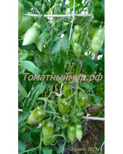 Томат Osu o Blonde avec Tetons (Пышногрудая блондинка Osu)