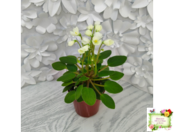 Chantaspring (R. Р. Hair) 1996 г. трейлер (пасынок посажен 20.10.25)