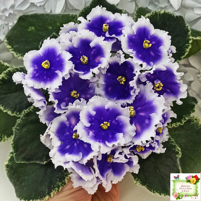 МТ-Магический Фонарик (М. Тотиева) 2023 г.