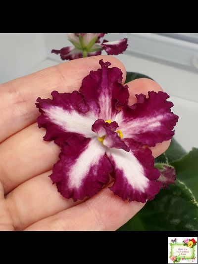 ВаТ-Волшебная Сказка (Т.Валькова) 2019 г.