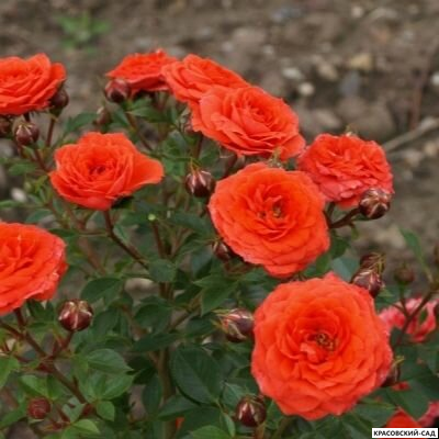 Роза бордюрная красная - Rose Bordure