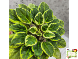 Rob's Lucky Charm (R.Robinson) 11/21/2003 (9293) листовая химера (стартер сорт)