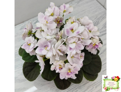 Mac's Southern Springtime (G.McDonald)