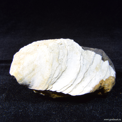 Керченит, барит на псиломелане, в полости ракушки. 86*57*43мм.