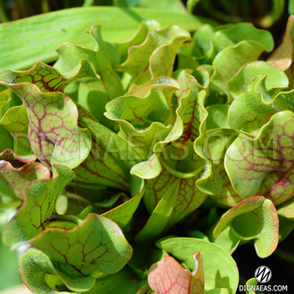 Sarracenia Purpurea