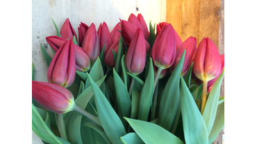 Тюльпаны 2017