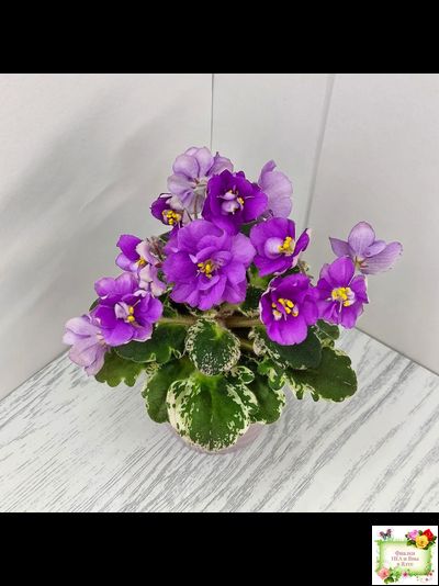 Sky Jems (Johnson) (лист посажен 29.01.26)