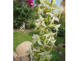 любка -ночная фиалка(орхидея)
