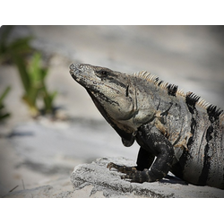 Игуана мексиканская черная