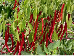 Перец острый Кайенский длинный Джо  (Joe's Long Cayenne)