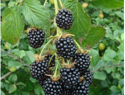 Агавам(ежевика), 1год, ЗКС