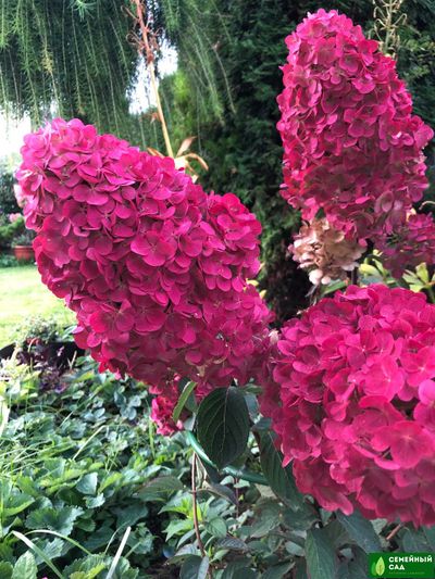 Гортензия метельчатая "Самарская Лидия"