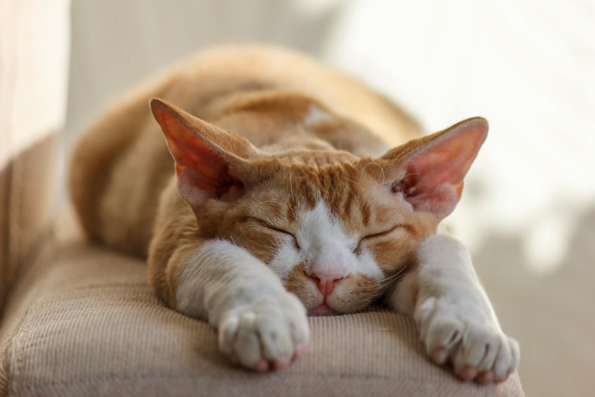 Могут ли кошки видеть что-то во сне? Как спят кошки?