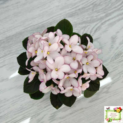 Н-Дюймовочка (Н. Бердникова)