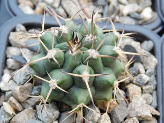 Gymnocalycium bruchii v. niveum VG 536