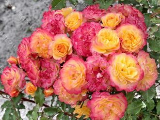 Ландлуст (LandLust)ВЕСНА