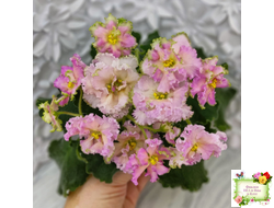 ЕК-Линжери (Е. Коршунова) 2021 г.