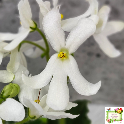 Lunar Lily white (Лунэ Лили уайт) (селекционер неизвестен)